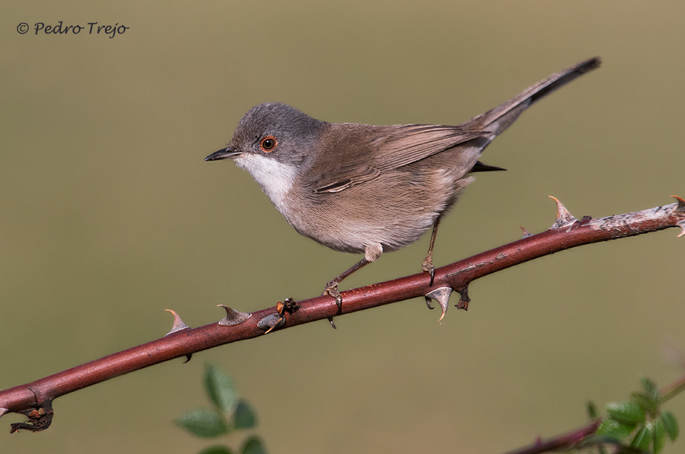 Curruca cabecinegra (Sylvia melanocephala)